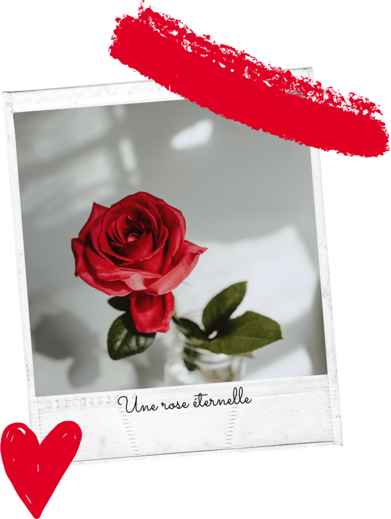 Pour une st valentin romantique, pensez à la rose éternelle